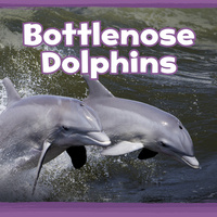 Book Cover for Bottlenose Dolphins by Kathryn Clay