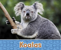Book Cover for Koalas by Sara Louise Kras