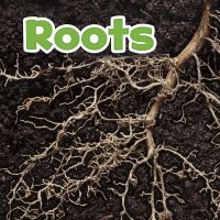 Book Cover for Roots by Marissa Kirkman