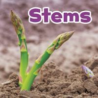 Book Cover for Stems by Marissa Kirkman