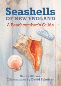 Book Cover for Seashells of New England by Sandy Allison