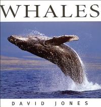 Book Cover for Whales by David Jones
