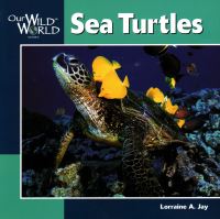 Book Cover for Sea Turtles by Lorraine A Jay, John F McGee