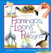Book Cover for Flamingos, Loons, and Pelicans by Mel Boring, Andrew Recher