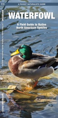 Book Cover for Waterfowl by James Kavanagh, Waterford Press