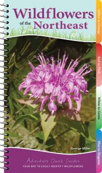 Book Cover for Wildflowers of the Northeast by George Miller