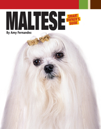Book Cover for Maltese by Amy Fernandez