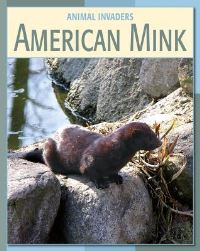 Book Cover for American Mink by Susan Heinrichs Gray