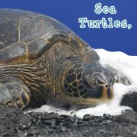 Book Cover for Sea Turtles, What Do You Do? by Holly Karapetkova