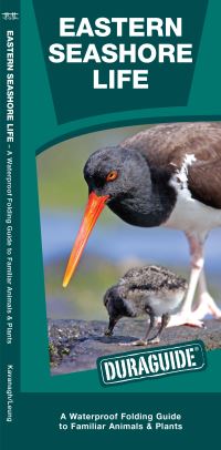 Book Cover for Eastern Seashore Life by Waterford Press, James Kavanagh