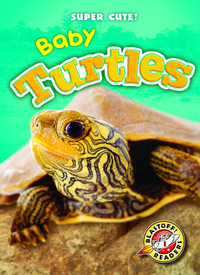 Book Cover for Baby Turtles by Megan BorgertSpaniol