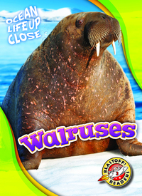 Book Cover for Walruses by Kari Schuetz