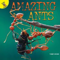 Book Cover for Amazing Ants by Tammy Brown