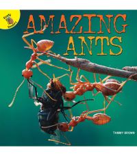 Book Cover for Amazing Ants by Tammy Brown