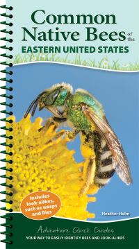 Book Cover for Common Native Bees of the Eastern United States by Heather Holm
