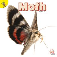 Book Cover for Moth by J  Jean Robertson