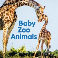 Book Cover for Baby Zoo Animals by New Holland Publishers