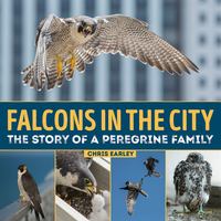 Book Cover for Falcons in the City by Chris G Earley