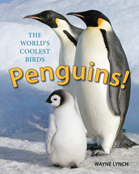 Book Cover for Penguins! by Wayne Lynch