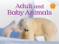 Book Cover for Adult and Baby Animals by Kelly WardWills