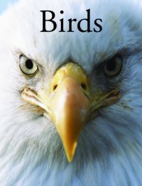 Book Cover for Birds by Per Christiansen, Paula Hammond