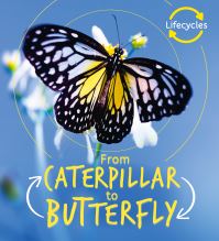 Book Cover for From Caterpillar to Butterfly by Camilla De la Bédoyère