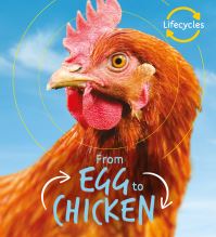 Book Cover for From Egg to Chicken by Camilla De la Bédoyère