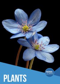 Book Cover for Plants by Gemma McMullen