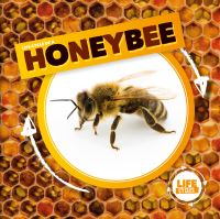 Book Cover for Life Cycle of a Honey Bee by Kirsty Holmes