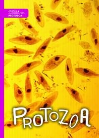 Book Cover for Protozoa by Joanna Brundle