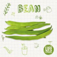 Book Cover for Bean by Kirsty Holmes