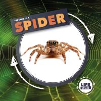 Book Cover for Life Cycle of a Spider by Kirsty Holmes