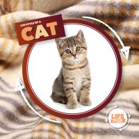 Book Cover for Life Cycle of a Cat by Kirsty Holmes