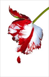 Book Cover for New Moon by Stephenie Meyer