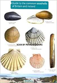 Book Cover for Guide to the Common Seashells of Britain and Ireland by Field Studies Council Great Britain