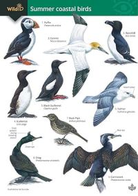 Book Cover for Guide to Summer Coastal Birds by Rebecca FarleyBrown