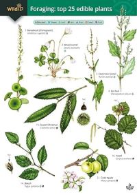 Book Cover for Guide to Foraging by Clare Cremona, Field Studies Council Great Britain