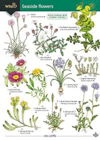 Book Cover for Guide to Seaside Flowers by Simon Norman, Field Studies Council Great Britain