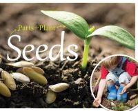 Book Cover for Seeds by Gemma McMullen