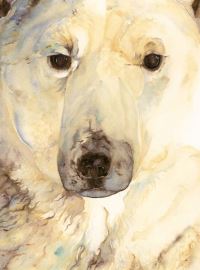 Book Cover for Ice Bear, The - Artist Edition by Jackie Morris