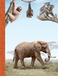 Book Cover for The Magnificent Book of Animals by Tom Jackson