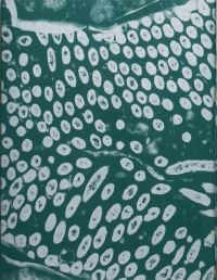 Book Cover for Fastidiosa by JeanMarc Caimi, Valentina Piccinni