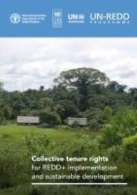 Book Cover for Collective Tenure Rights for REDD+ Implementation and Sustainable Development by S Fortuna