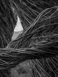 Book Cover for Patrick Dougherty | James Florio by Patrick Dougherty, James Florio