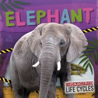Book Cover for Elephant. Hardcover by EC Andrews