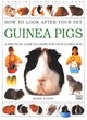 Image for How To Look After Your Pet:  Guinea Pigs