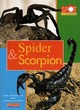 Image for Spot the Difference: Spider and Scorpion      (Paperback)