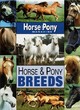 Image for Horse and Pony Breeds