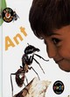 Image for Bug Books: Ant