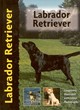 Image for Labrador retriever
